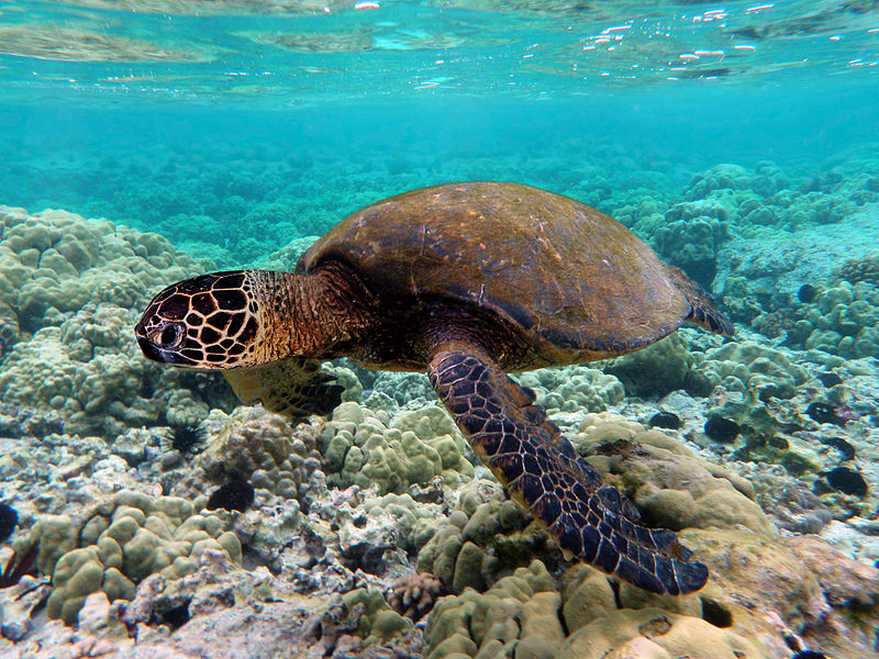 hibernation_of_turtles
